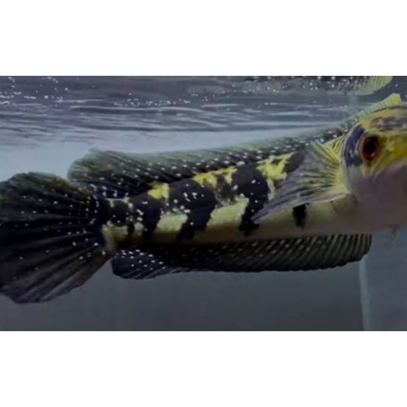 marulius green kaltara  9-10cm (hiasan akuarium)