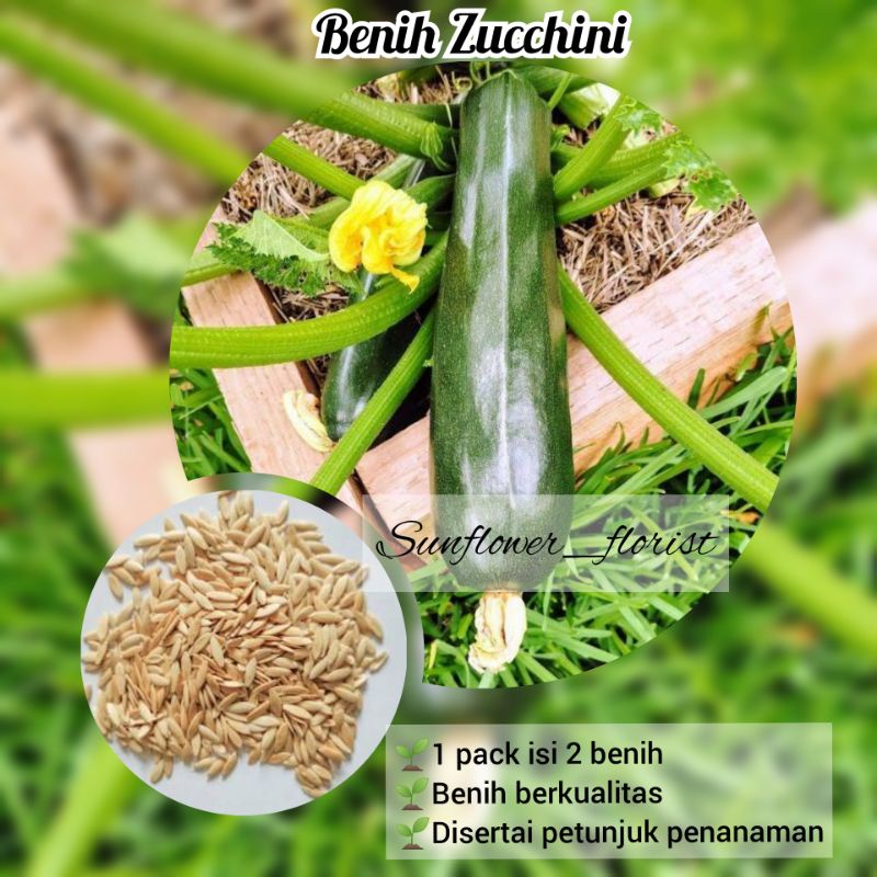 Benih Zuchini