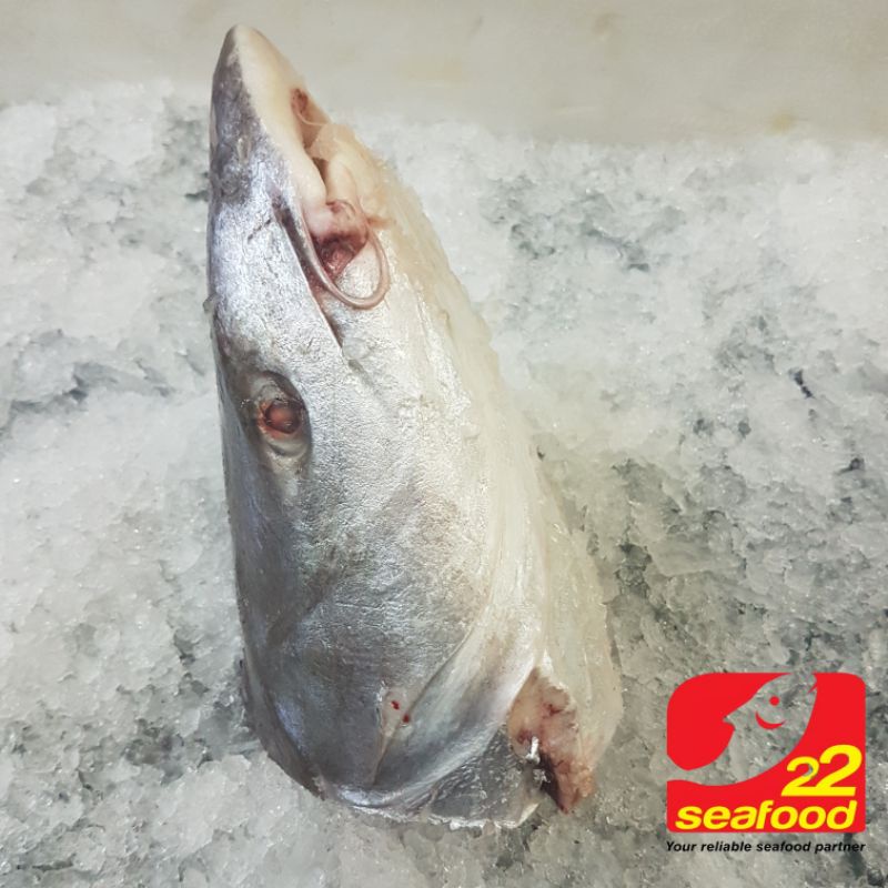 

Kepala Ikan Manyung 1 kg / Kepala Manyung Jambal / Marine Catfish / Seafood 22