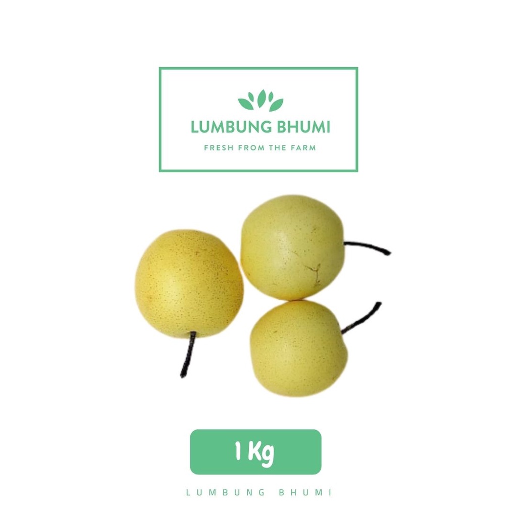 

Lumbung Bhumi - Pear Century 1 Kg ( Buah Curah )