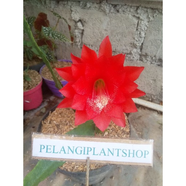 wijaya kusuma ackermannii merah