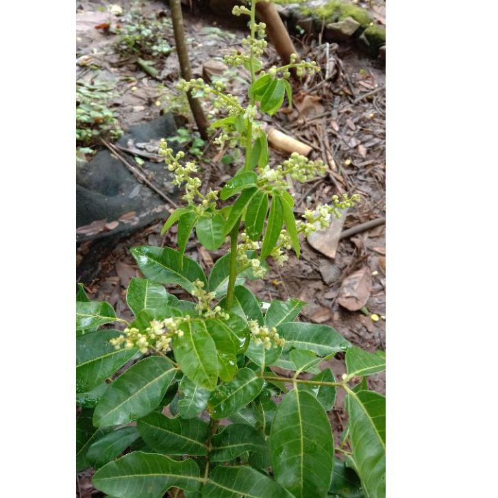 Jual Bibit Kelengkeng Matalada Cepat Berbuah / Kondisi Sedang berbuah  Bibit kelengkeng Mata Lada  ◦