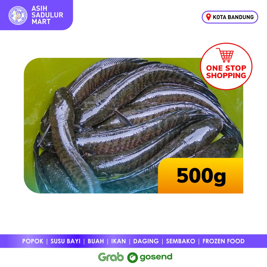 Ikan Gabus Segar 500gr
