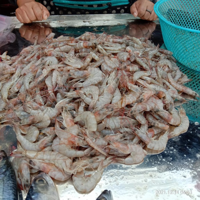 

udang peci segar ukuran sedang 250 gr