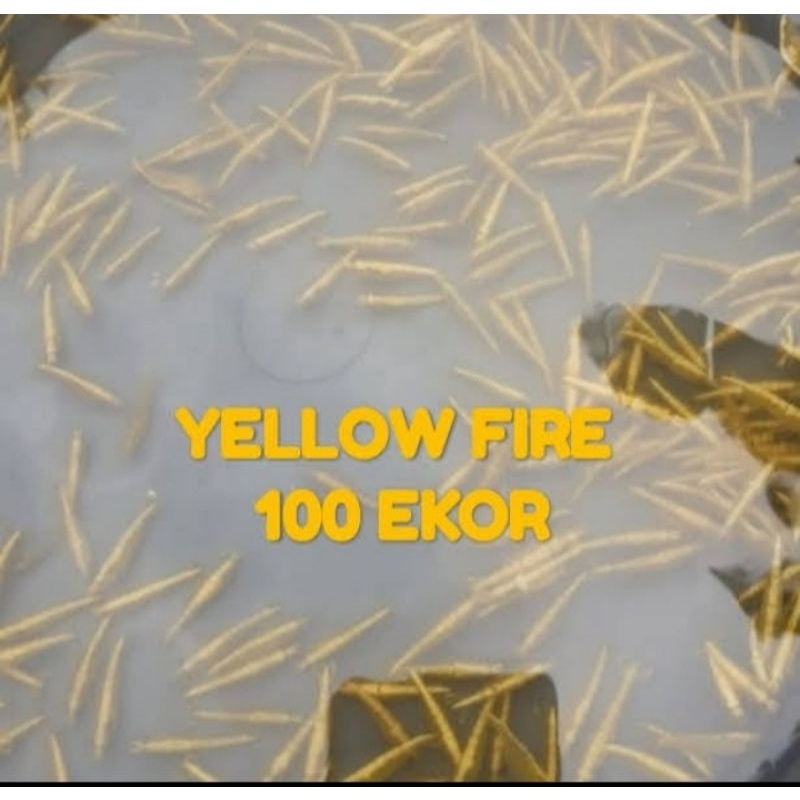 

yellow fire isi 100 ekor