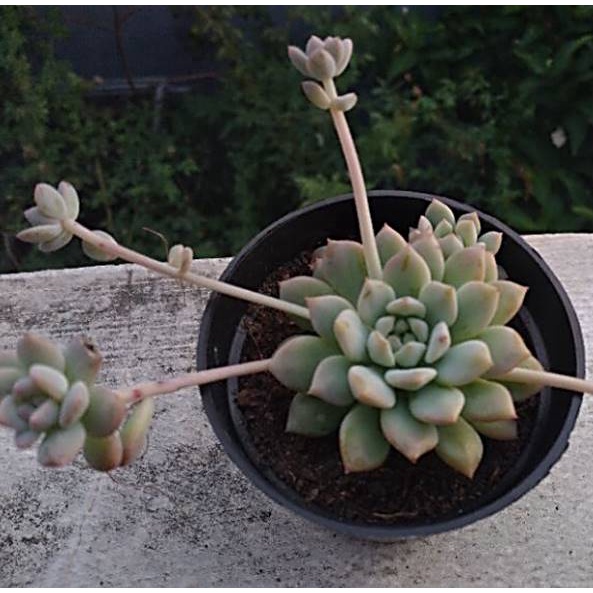 Tanaman Sukulen Echeveria prolifica + Bonus