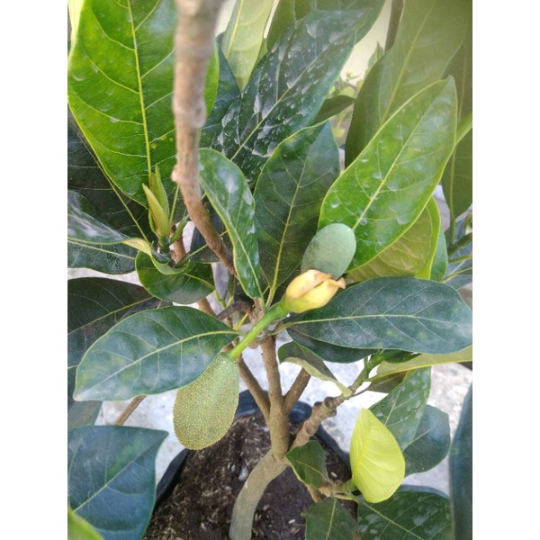 pohon nangka madu mini sudah berbuah