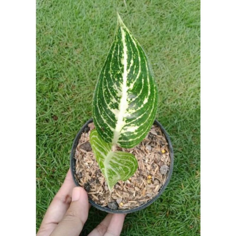 anakan bibit aglonema legacy putih daun 1 sampai 2..