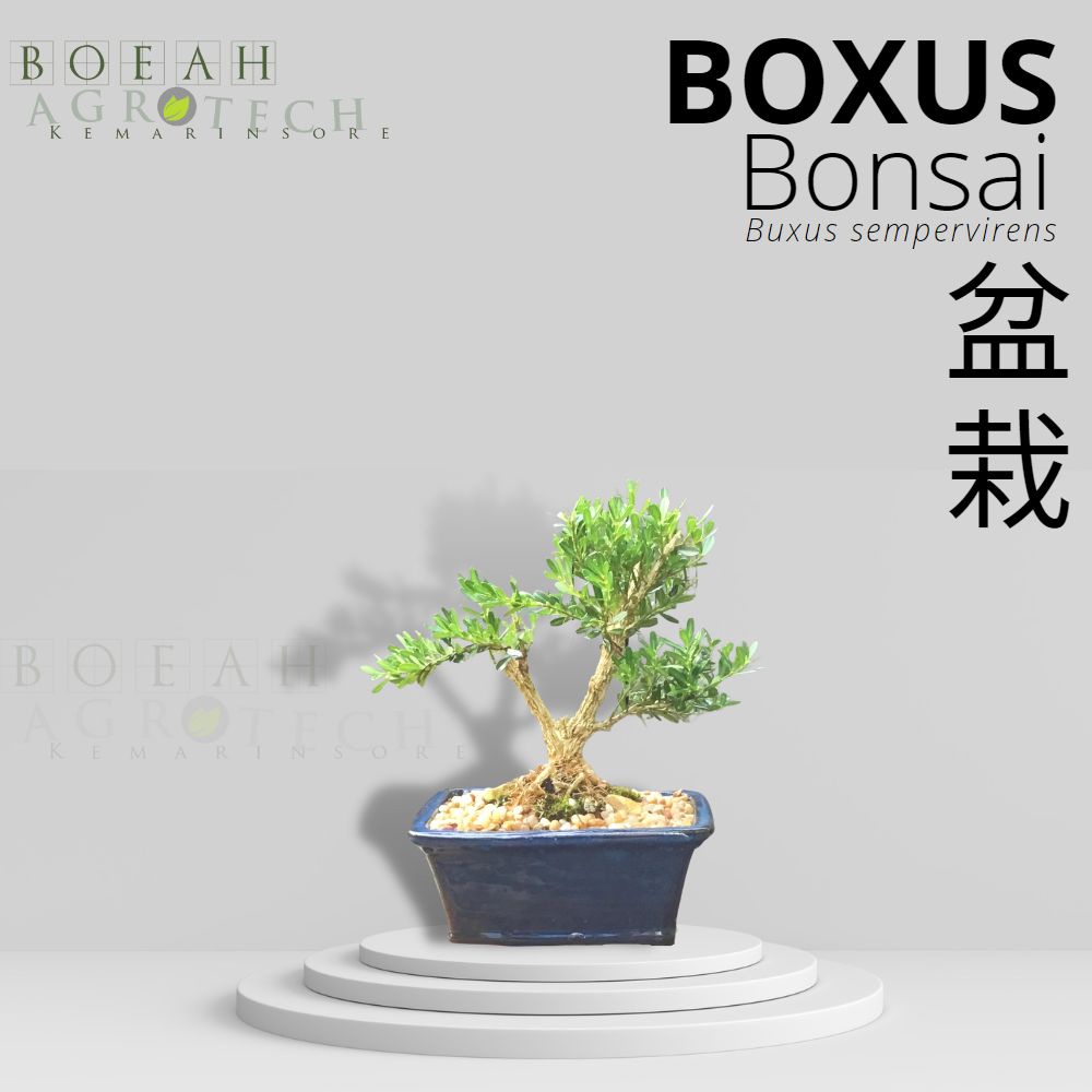 Tanaman Bonsai Hidup Boksus Sudah Jadi Free Pot Siap Pajang