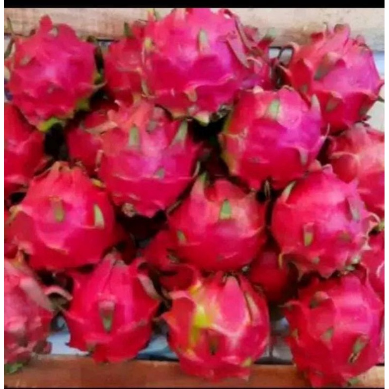 

buah naga