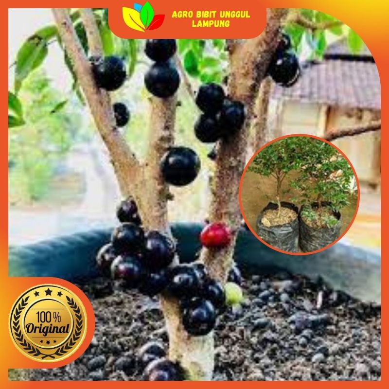Bibit Anggur Brazil Preco Bangkok Asli Tanaman Cangkok Cepat Berbuah