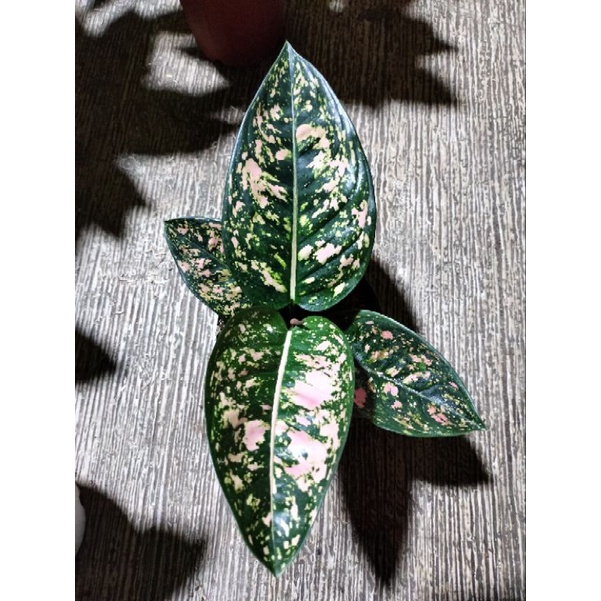 aglonema Ruby compakta