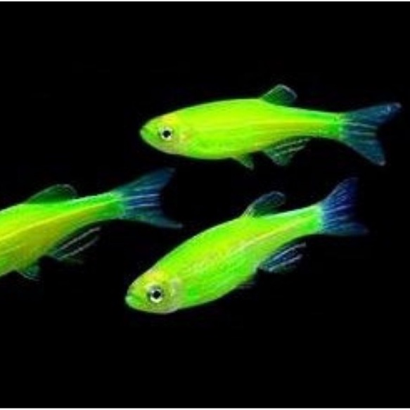 ikan hias aquascape Glofish Danio zebra Import