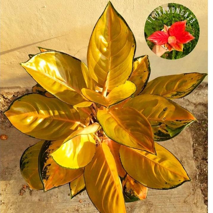[No](J55Z)❤ Aglonema Sultan brunei remaja - tanaman hias hidup - bunga hidup - bunga aglonema - aglaonema merah - aglonema merah - aglonema murah - aglaonema murah proses cepat