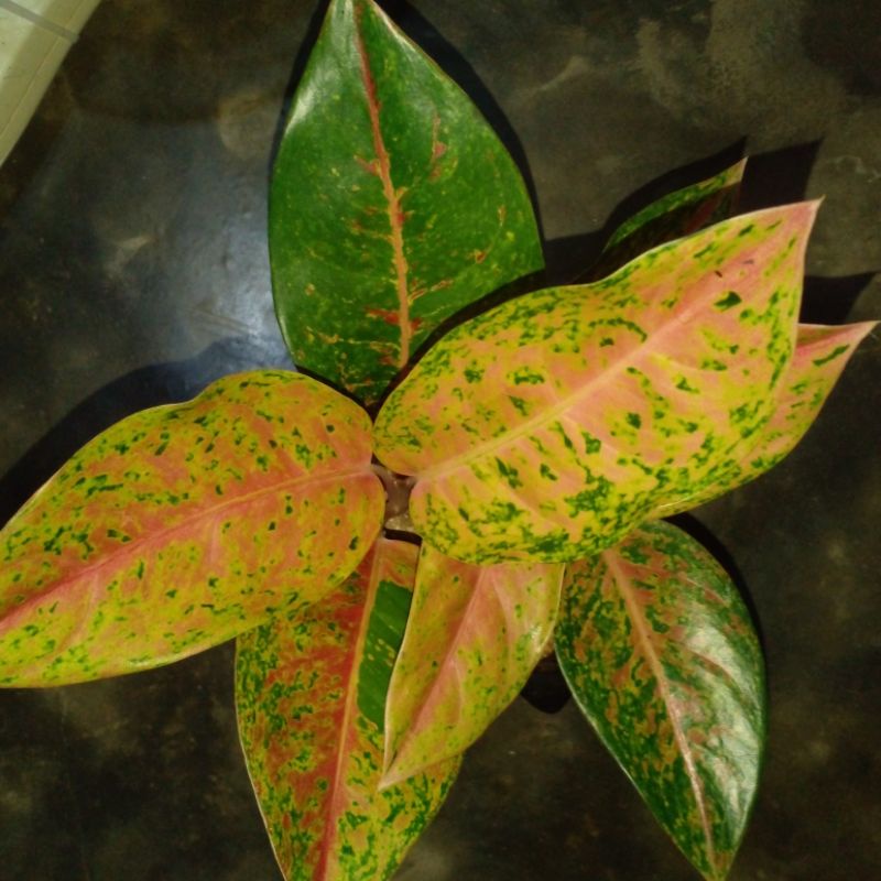 Aglonema big roy / Tanaman hias aglonema big roy