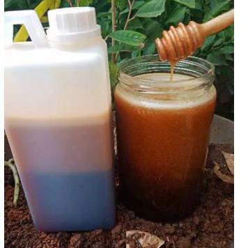 

Tanpa Ongkir Madu Asli (madu hutan sialang riau netto 1kg) 100% Madu murni madu murah | madu jakarta madu annisa .,.,.,.,