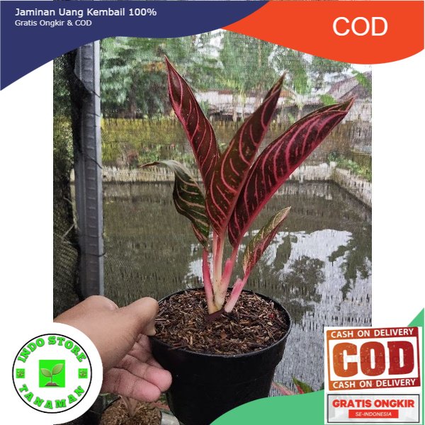 Aglonema Red Sumatera/POS remaja