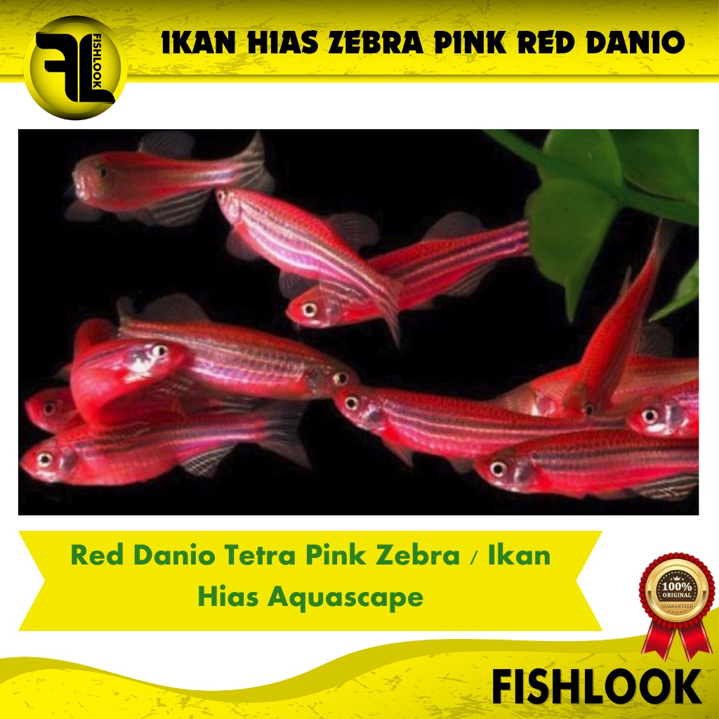 ikan hias aquascape Glofish Danio zebra Import Pink Danio