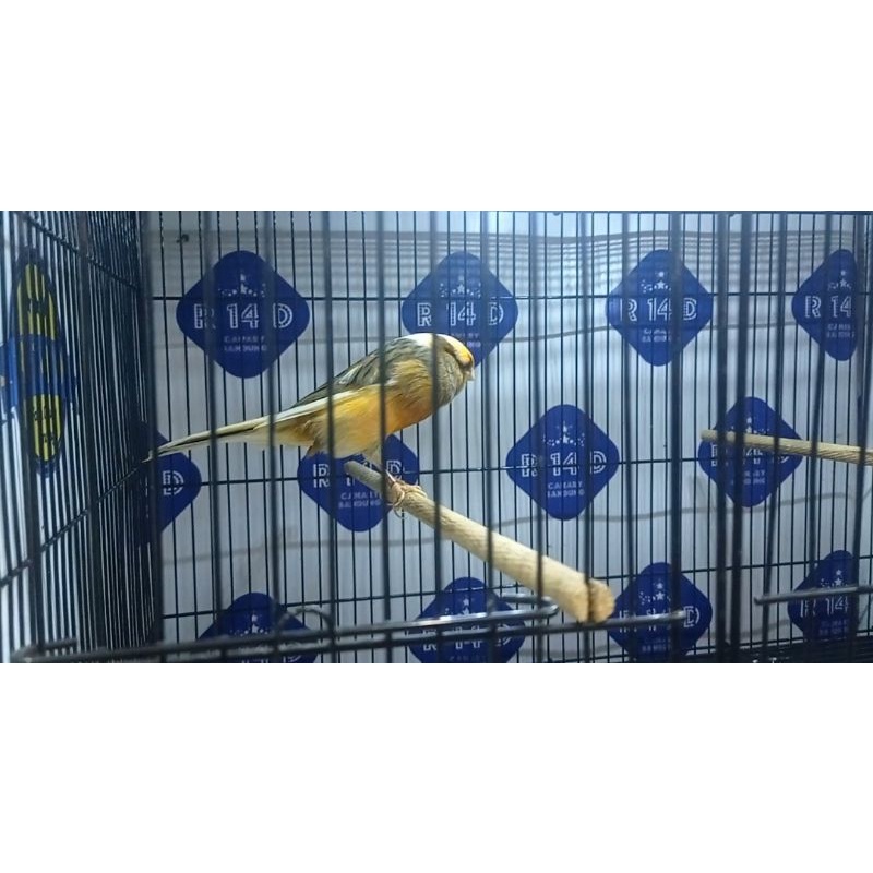 KENARI YORKSHIRE JANTAN (06)