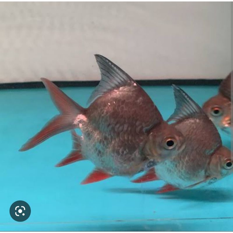 kaviat sb king 3jarian