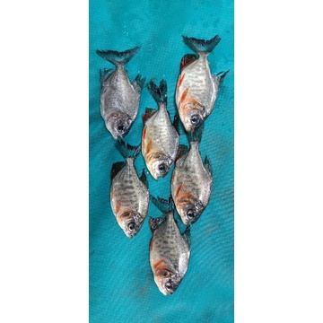bibit ikan bawal ukuran 5-6cm bibit benih berkualitas