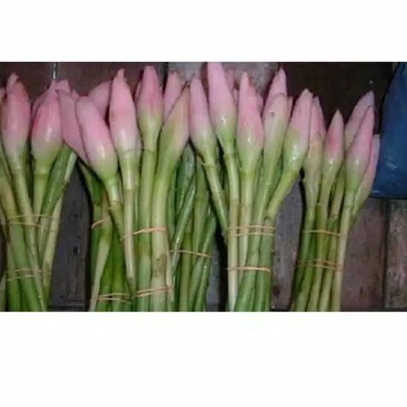 

READY ✅Kincung /kecombrang ,berat 1kg|SQ5