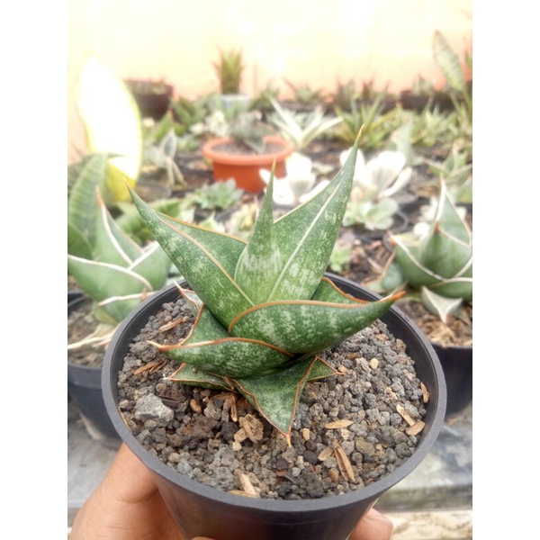 Sensivera Prabu#sensivera