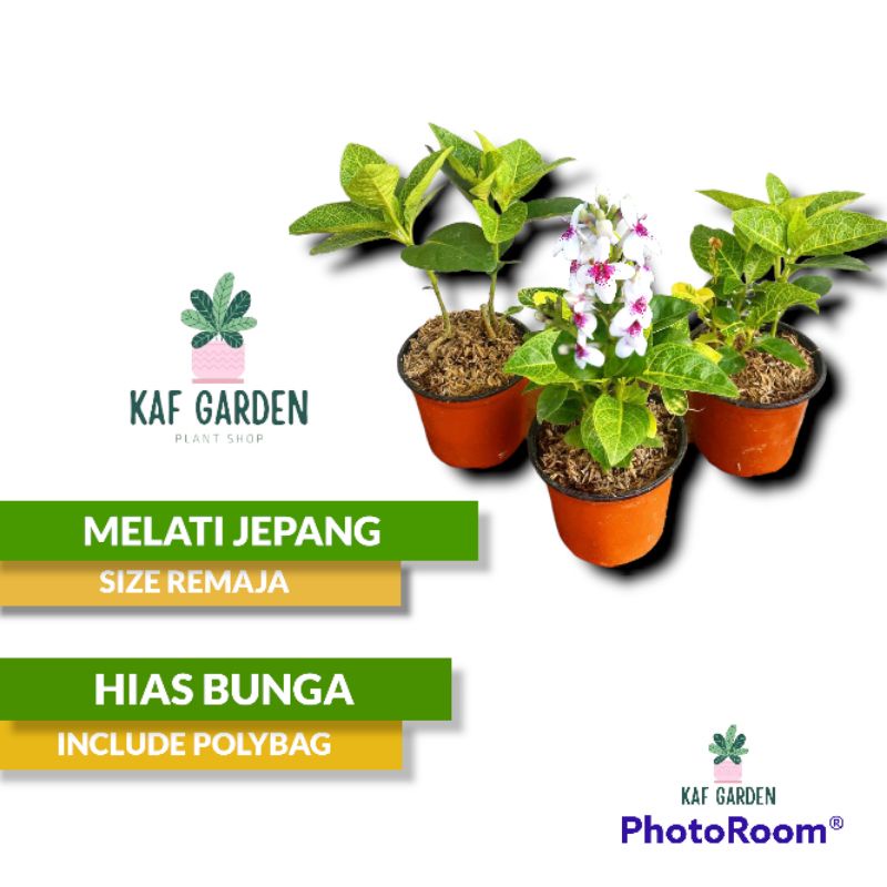 Tanaman Hias Bunga Melati Jepang Melati Pohon Bunga Melati