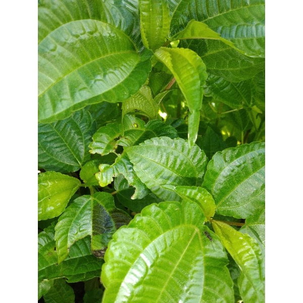 

lalab daun pohpohan segar muda per 500grm