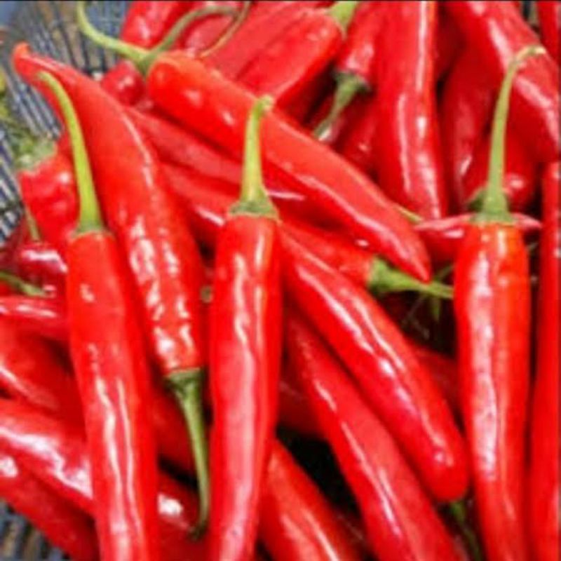 

cabe merah besar TW 500gram segar