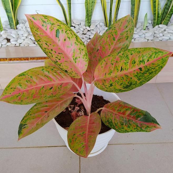 ⇏ Tanaman Hias Aglonema BIG ROY / Lulaiwan Daun Dewasa Murah Berkualitas Aglonema Bigroy ㅑ