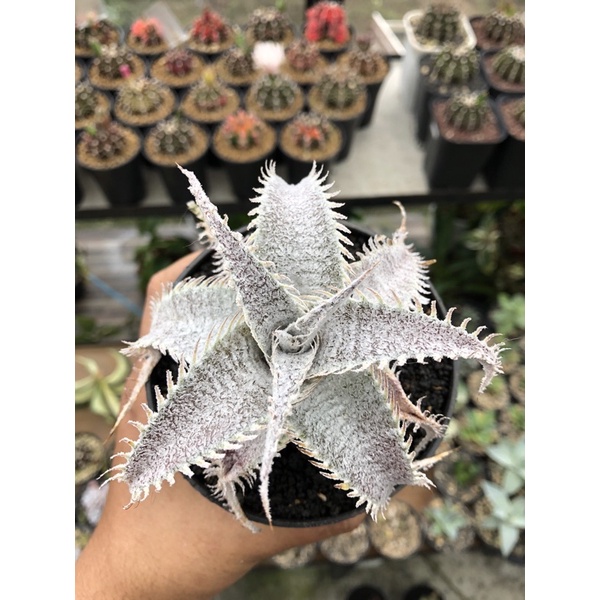 Dyckia marnier-lapostollei