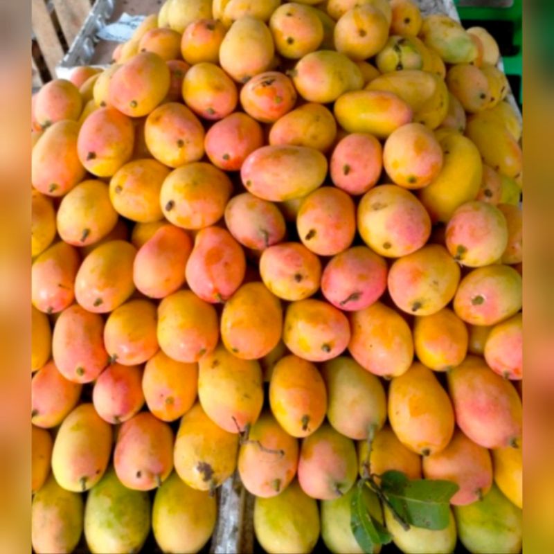 

Ready Mangga Podang Gunung Asli Masak Pohon 1kg