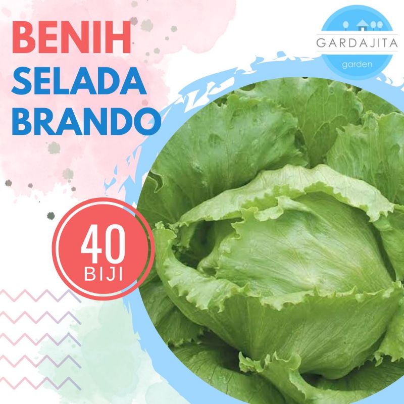 Benih SELADA BRANDO [isi-40] - Biji Bibit Sayur