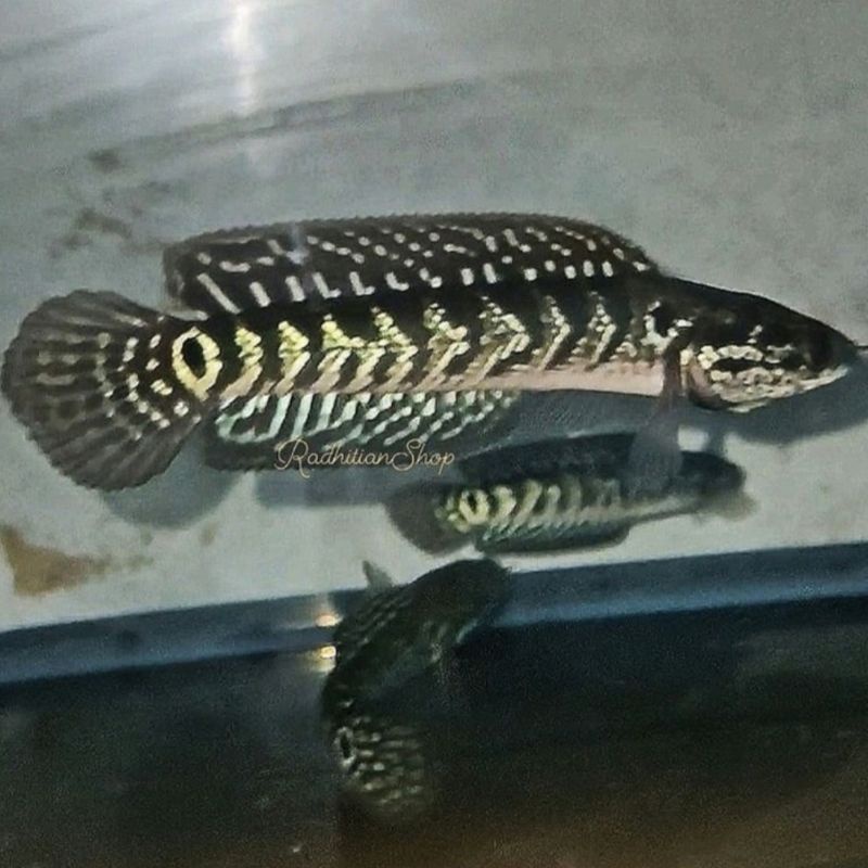 Asiatica WS Pure Full Dot 12-20 cm