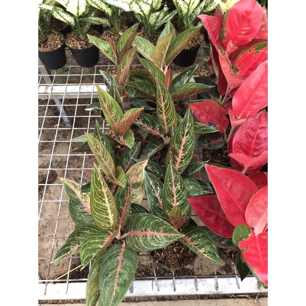 Aglaonema Green Legacy