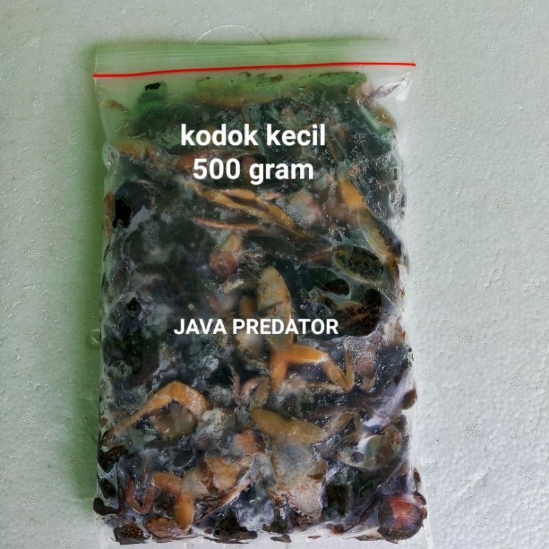 kodok sawah beku size kecil