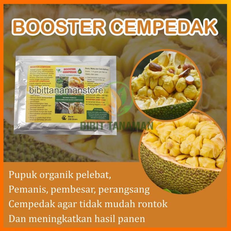 Pupuk Organik Pelebat Buah Dan Booster cempedak Cepat Berbuah Lebat