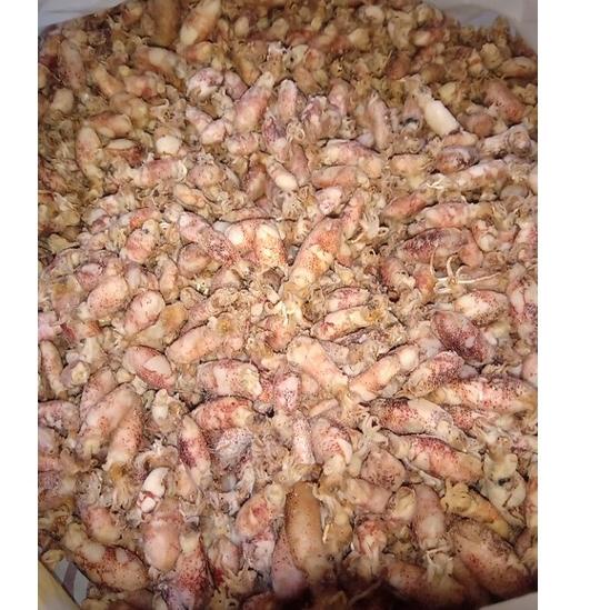 

『MPD』 beby cumi asin super pilihan (1kg ) KERING 100% pilihan uk 0,5-1cm TERMURAH