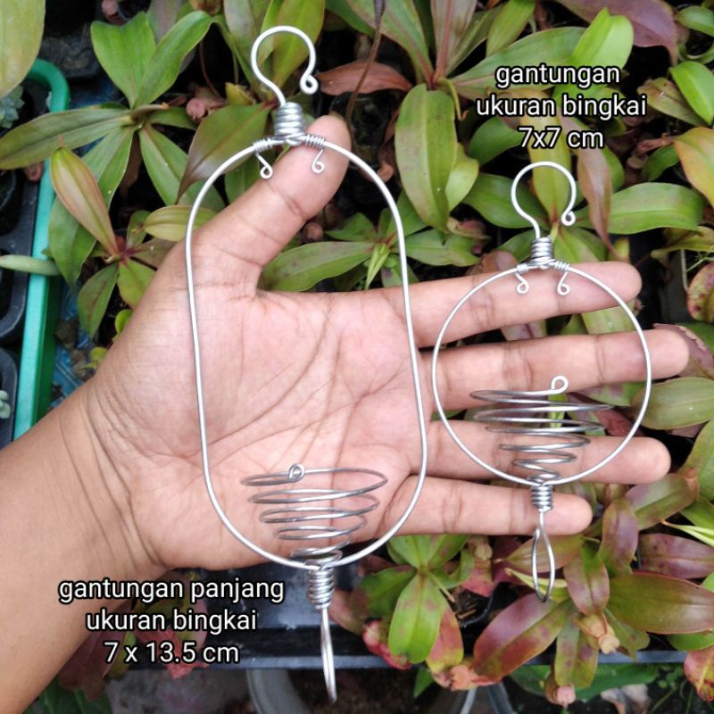 gantungan tillandsia bulat