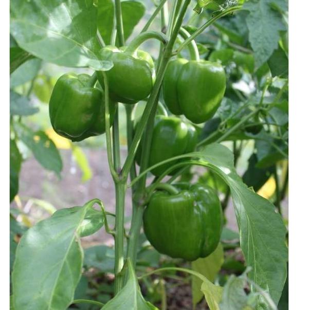 

TREND TERKINI Paprika hijau fresh KUALITAS SUPER 500 gr ❅ 861