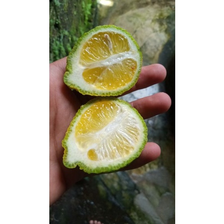 bibit fresh cangkok jeruk nipis kuning