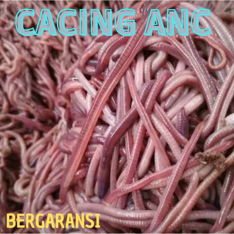 Cacing tanah anc 500g/cacing anc/cacing tanah