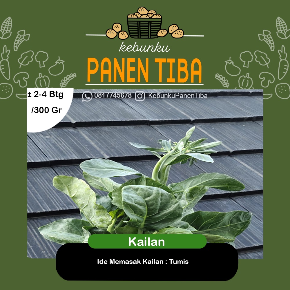 

Kebunku PANEN TIBA - Kaylan/ Baby Kaylan Hydroponic Sayur Daun