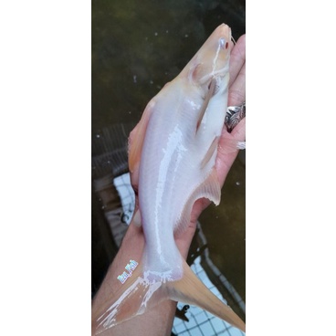 ikan patin albino super mata merah size jumbo 25-28cm