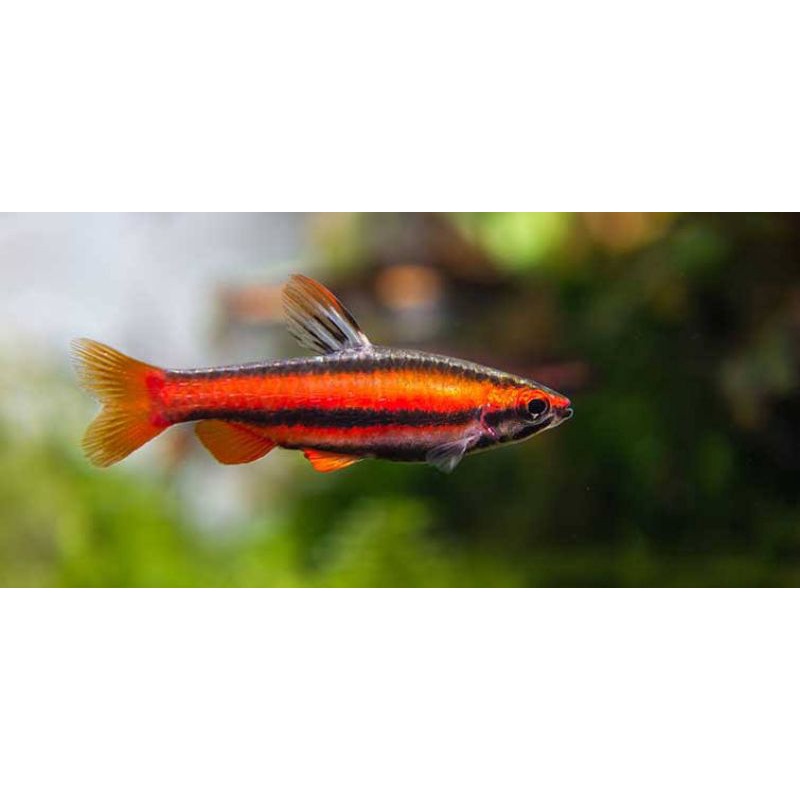 

✓ jual red pensiiil