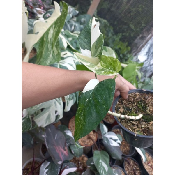 philodendron epipremnum pinnatum variegata marble