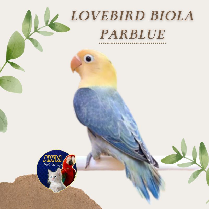 BURUNG LOVEBIRD BIOLA PARBLUE / BIOLA PB
