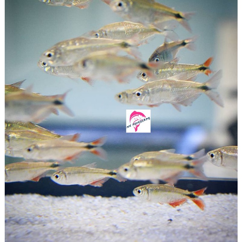 Ikan hias schooling Buenos Aires tetra aquascape