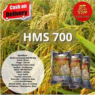Benih Padi Unggul  HMS700 / Bibit Padi Unggul HMS700 1kg